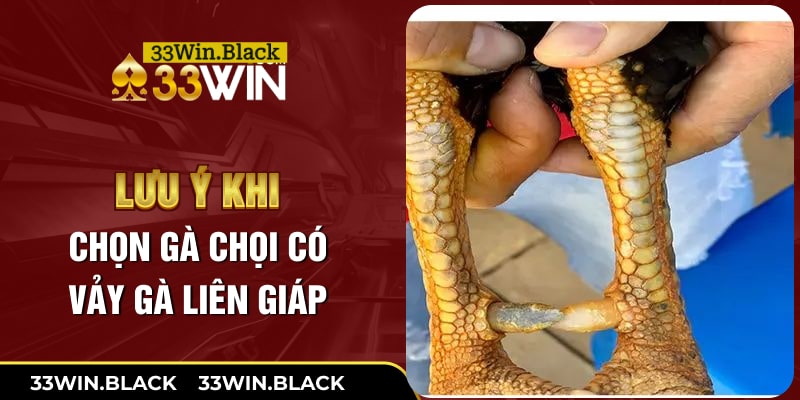 Lưu ý khi chọn gà chọi có vảy gà liên giáp