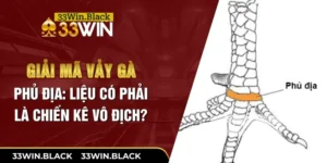 Giải Mã Vảy Gà Phủ Địa: Liệu Có Phải Là Chiến Kê Vô Địch?